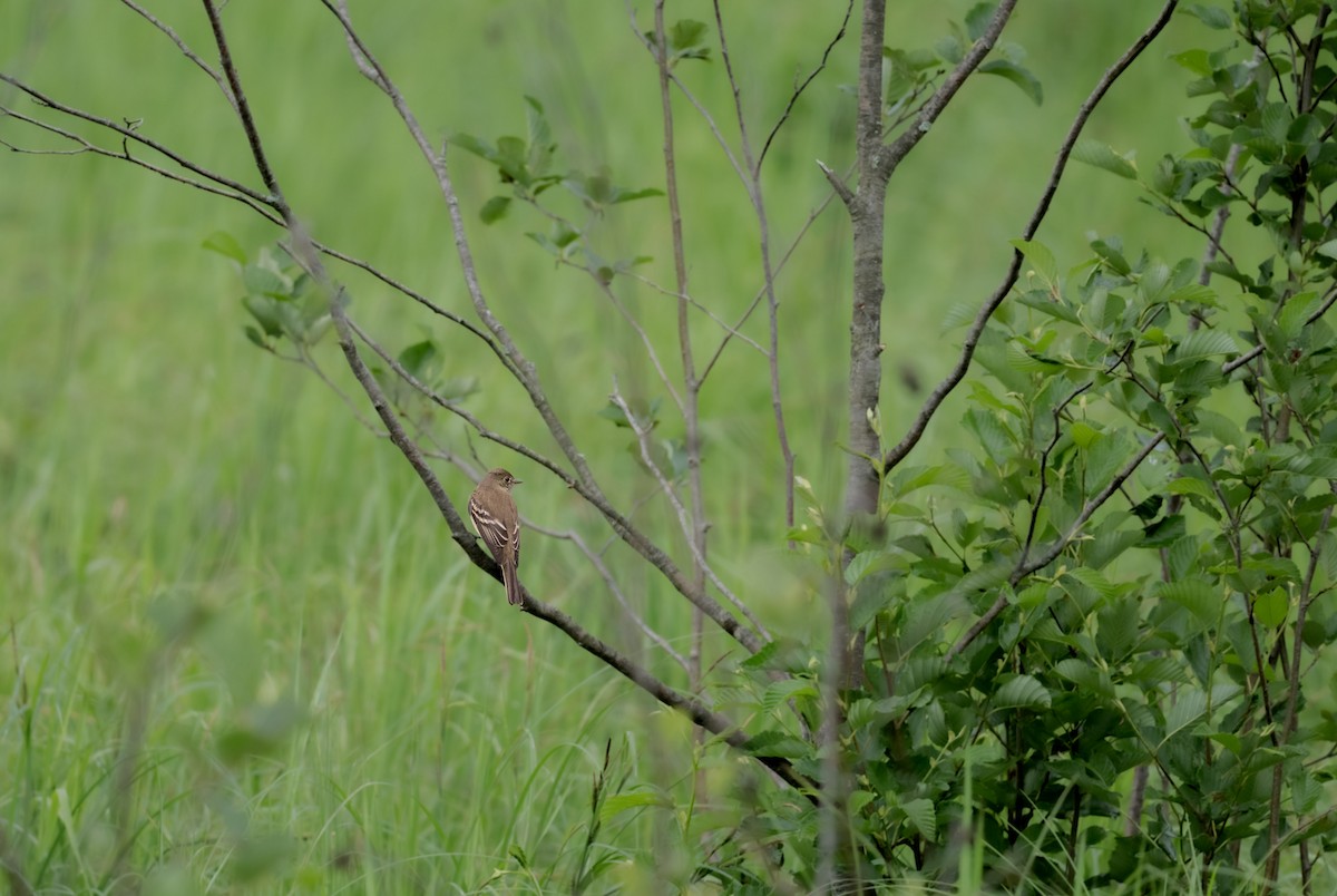 Alder Flycatcher - ML620274844