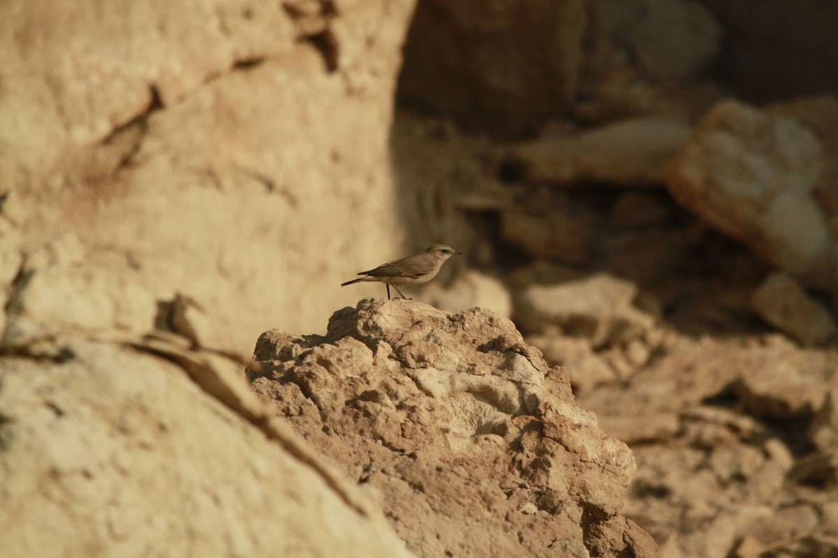 Persian Wheatear - ML620274845