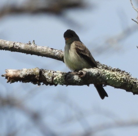 Eastern Wood-Pewee - ML620274847