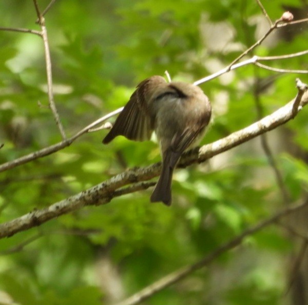 Eastern Phoebe - ML620274860