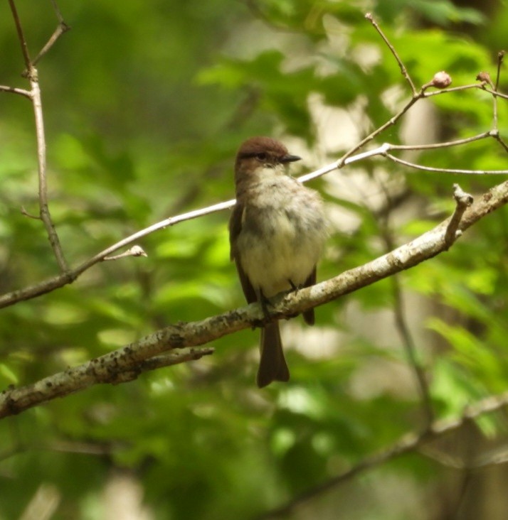 Eastern Phoebe - ML620274861