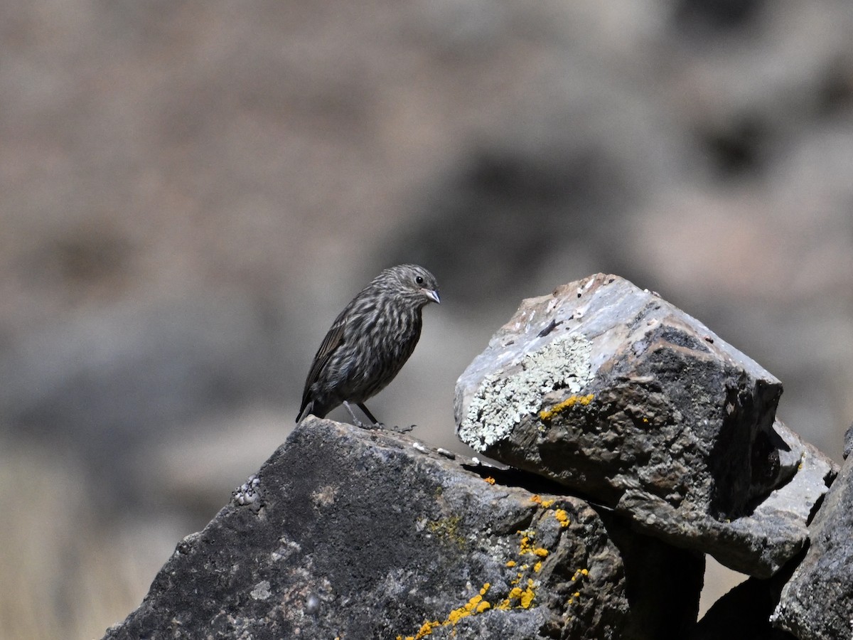 Plumbeous Sierra Finch - ML620274863