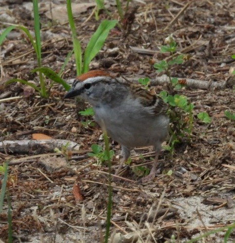 Chipping Sparrow - ML620274877