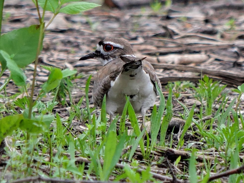 Killdeer - ML620274878