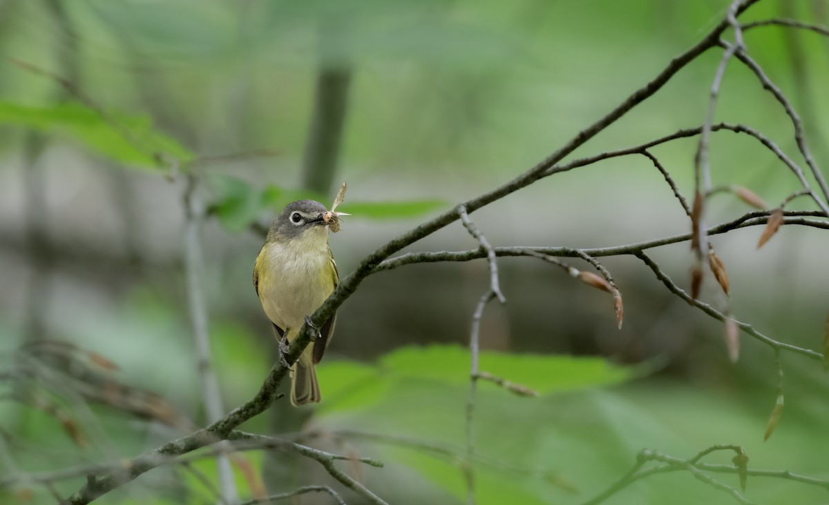 Mavi Başlı Vireo - ML620274879