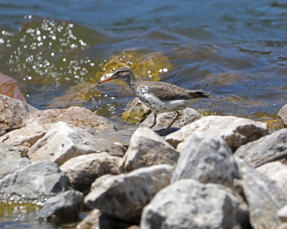 Spotted Sandpiper - ML620274892