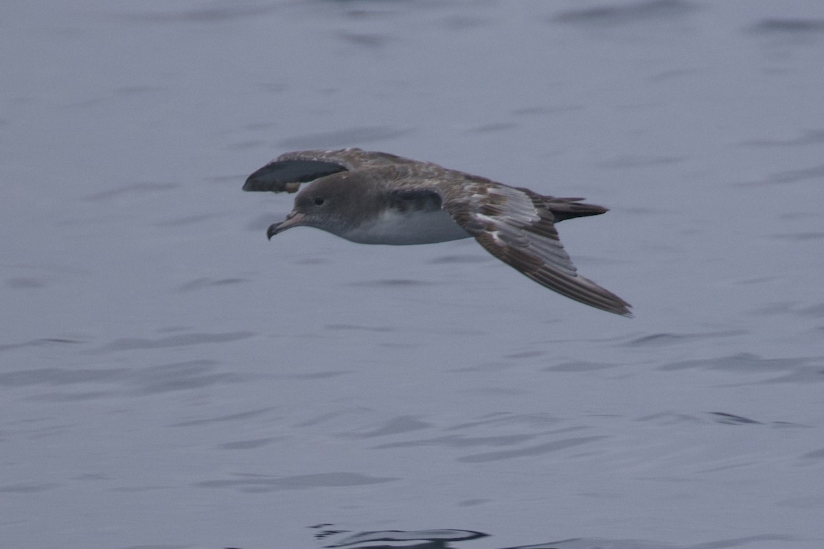 Pink-footed Shearwater - ML620274899