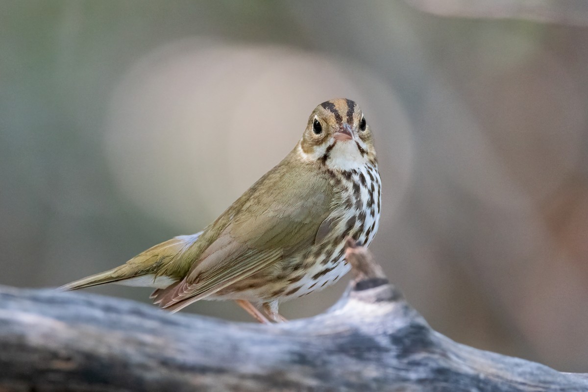 Ovenbird - ML620274906