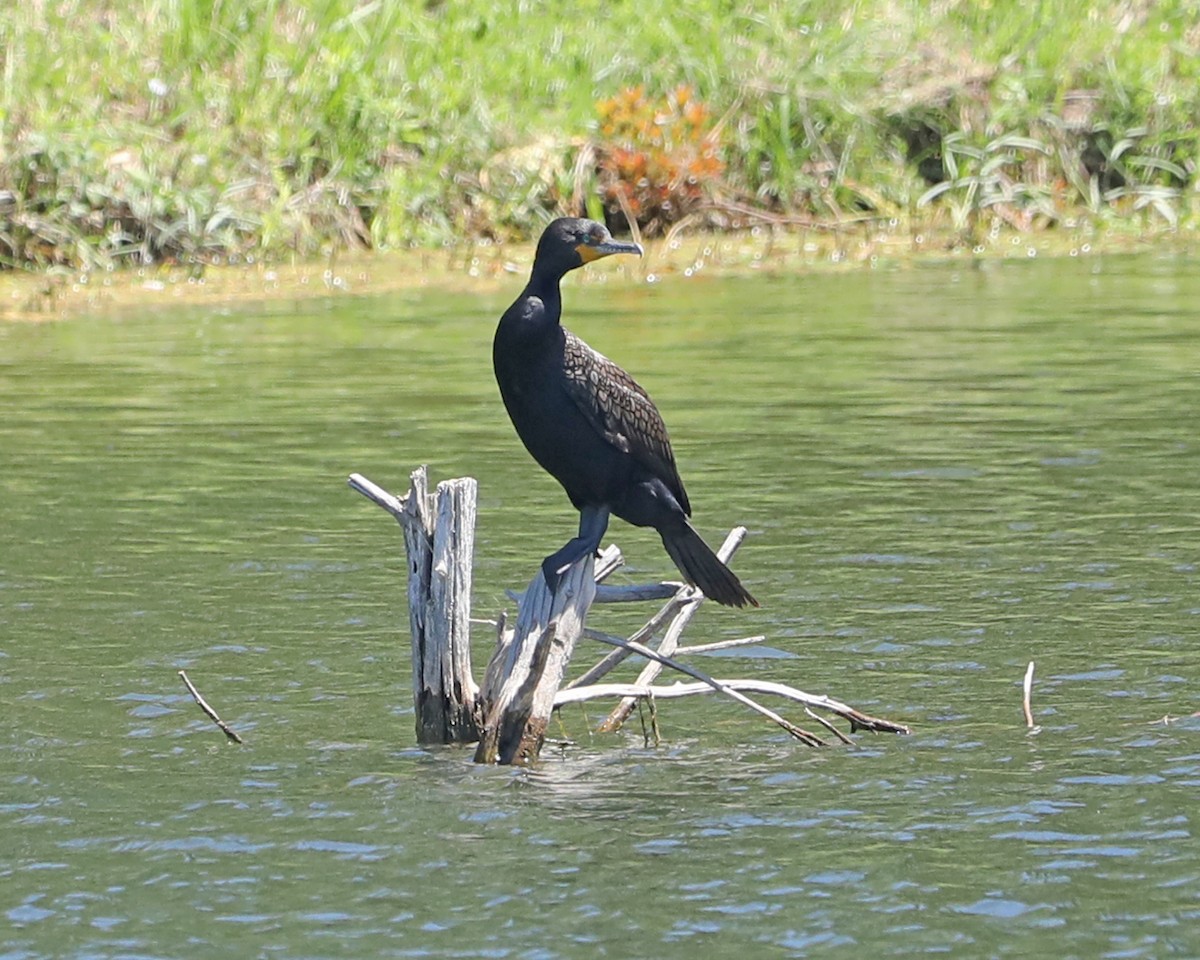 Cormorán Orejudo - ML620274908