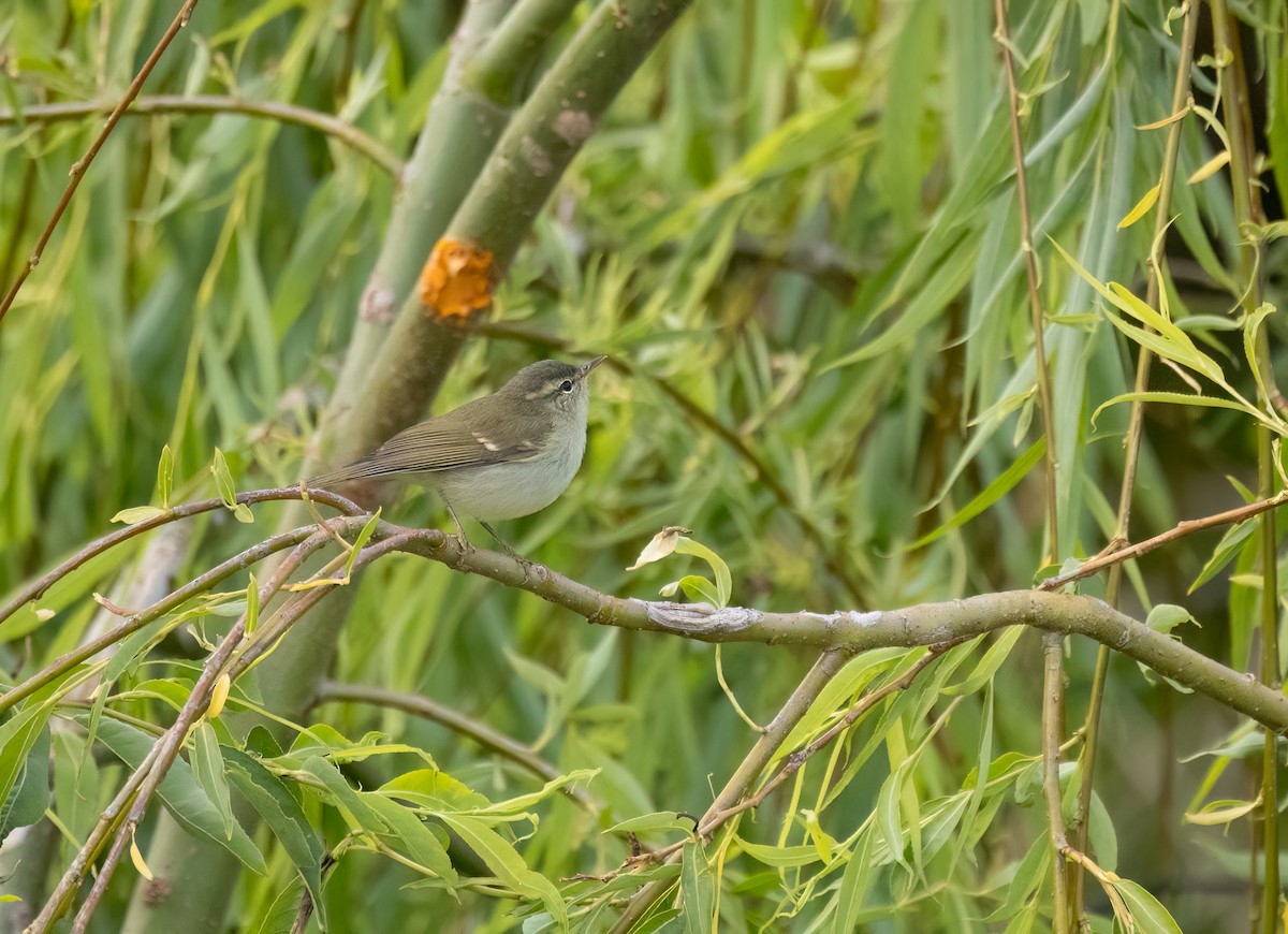 Two-barred Warbler - ML620274911