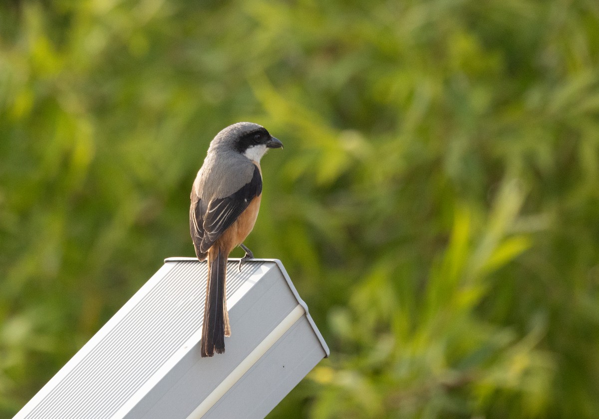 Gray-backed Shrike - ML620274922