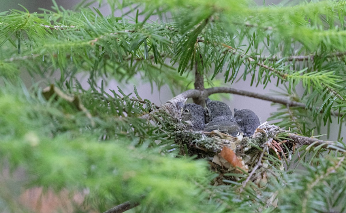 Blue-headed Vireo - ML620274929