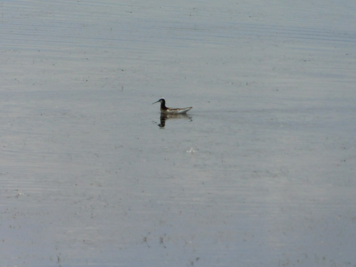 Wilson's Phalarope - ML620274930