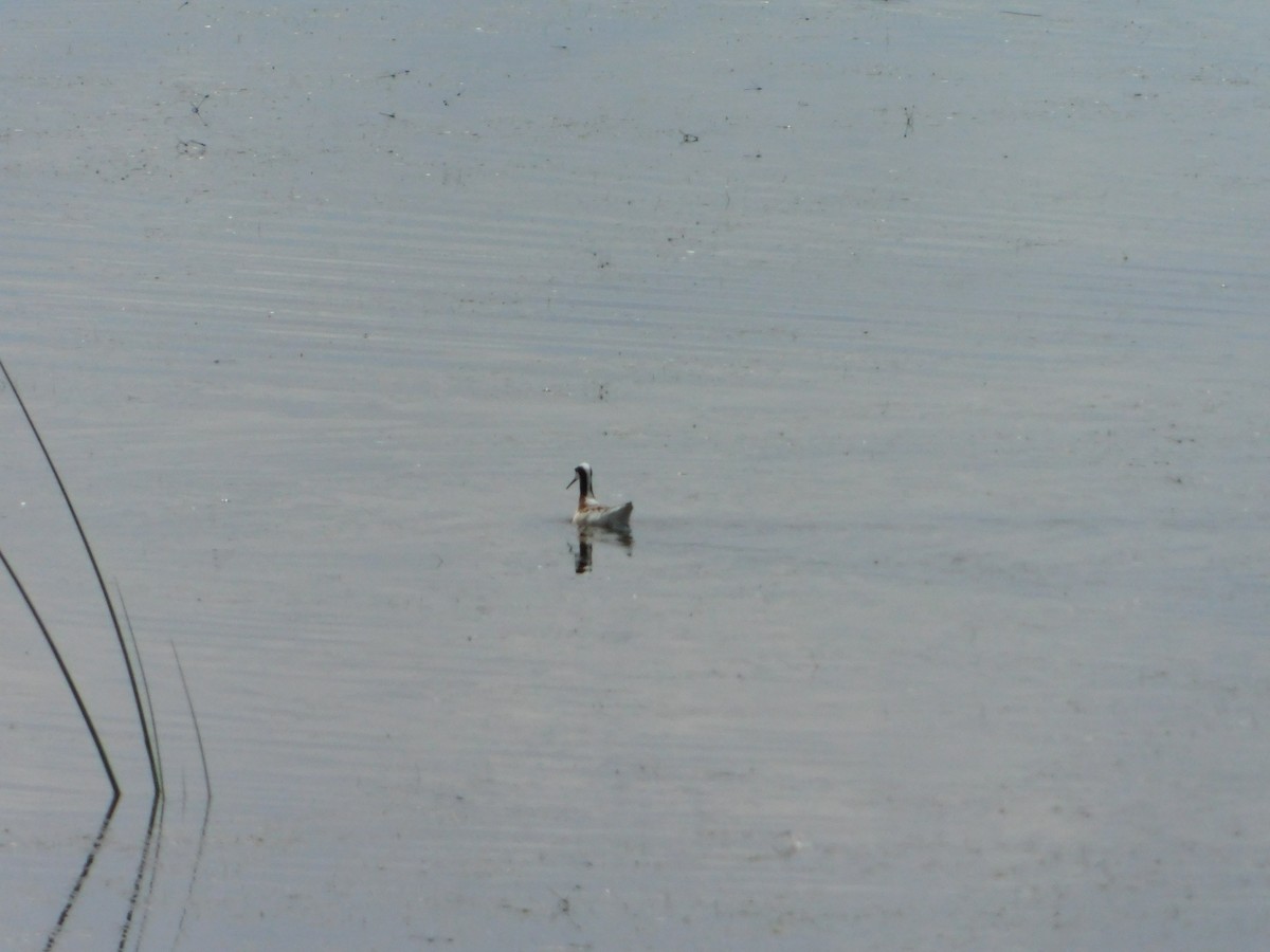 Wilson's Phalarope - ML620274931