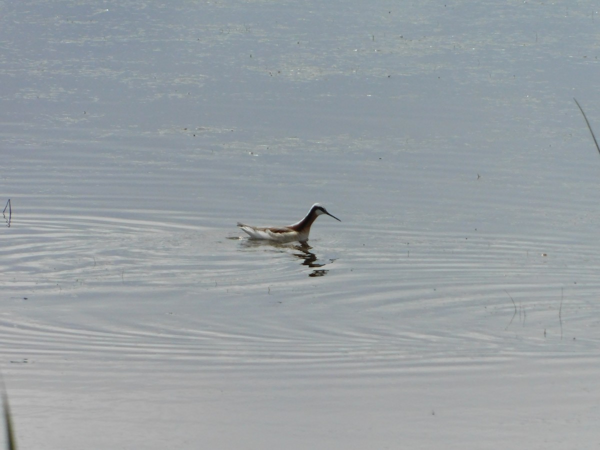 Wilson's Phalarope - ML620274933