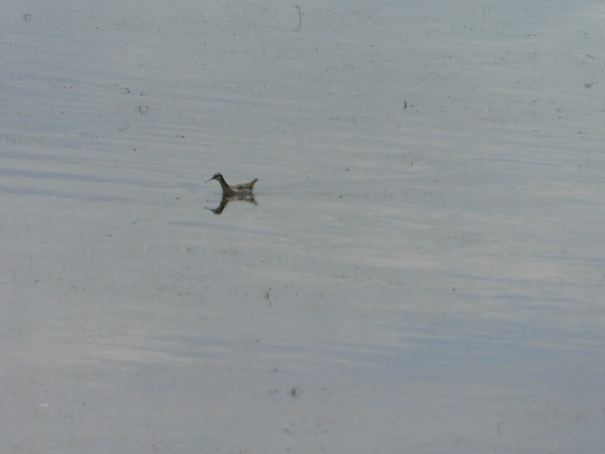 Wilson's Phalarope - ML620274934