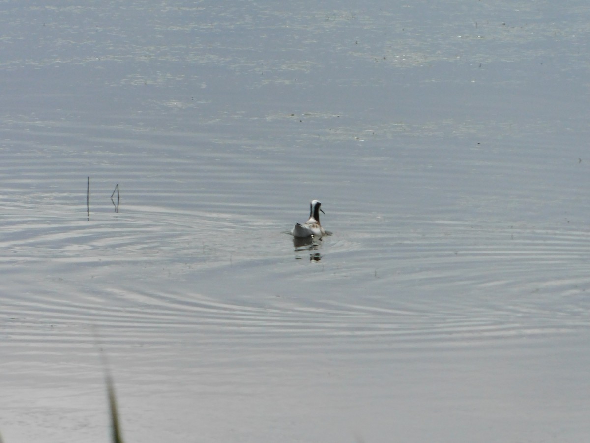 Phalarope de Wilson - ML620274939