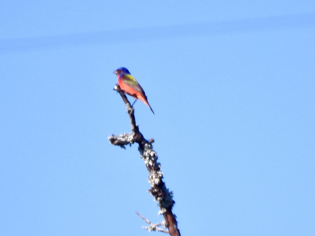 Painted Bunting - ML620274942