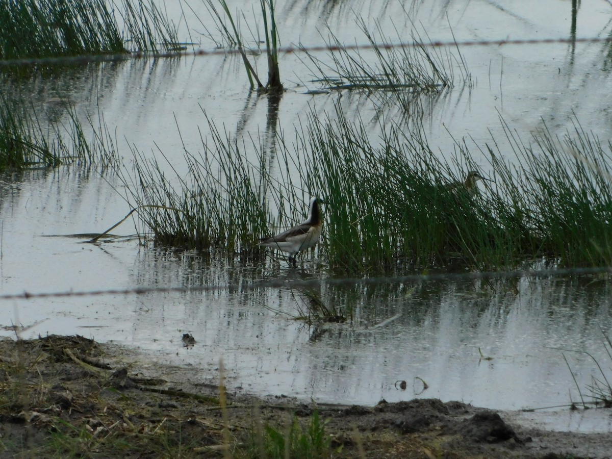 Wilson's Phalarope - ML620274943