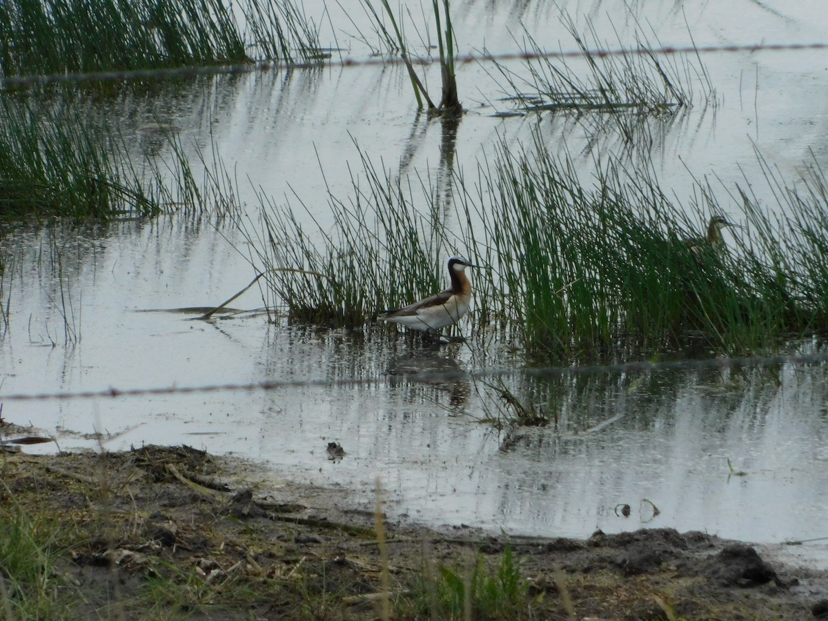 Phalarope de Wilson - ML620274944