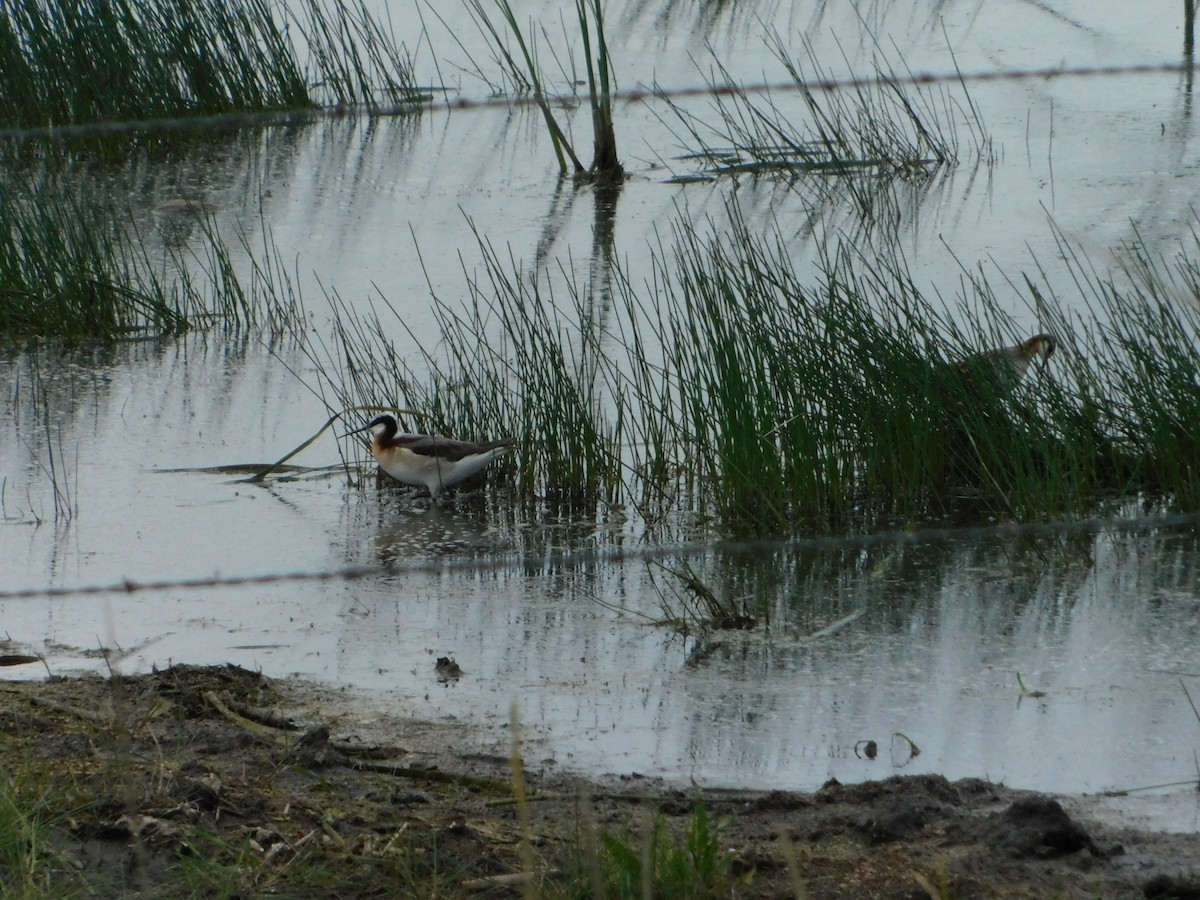 Wilson's Phalarope - ML620274950