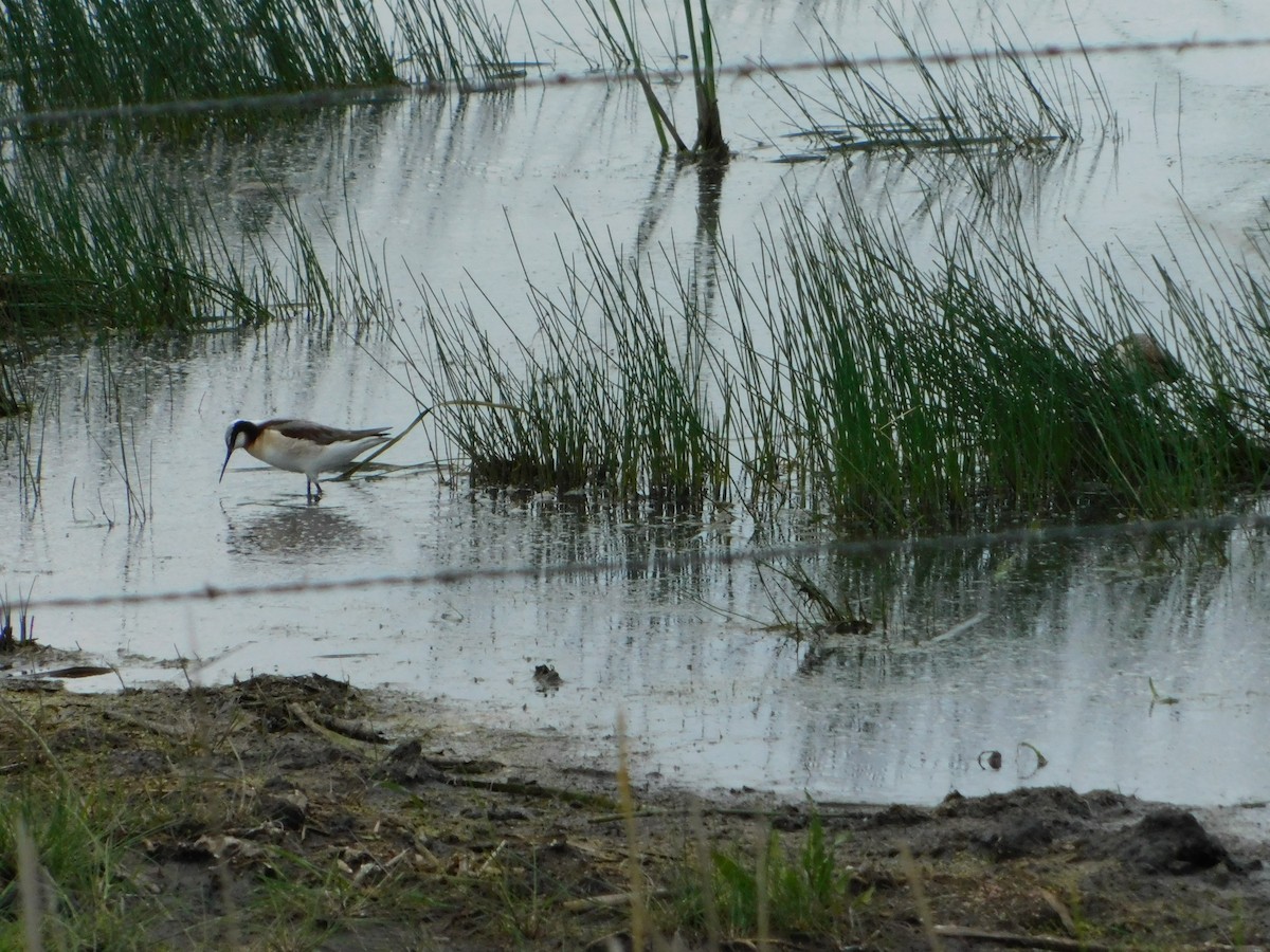 Wilson's Phalarope - Nathaniel Cooley