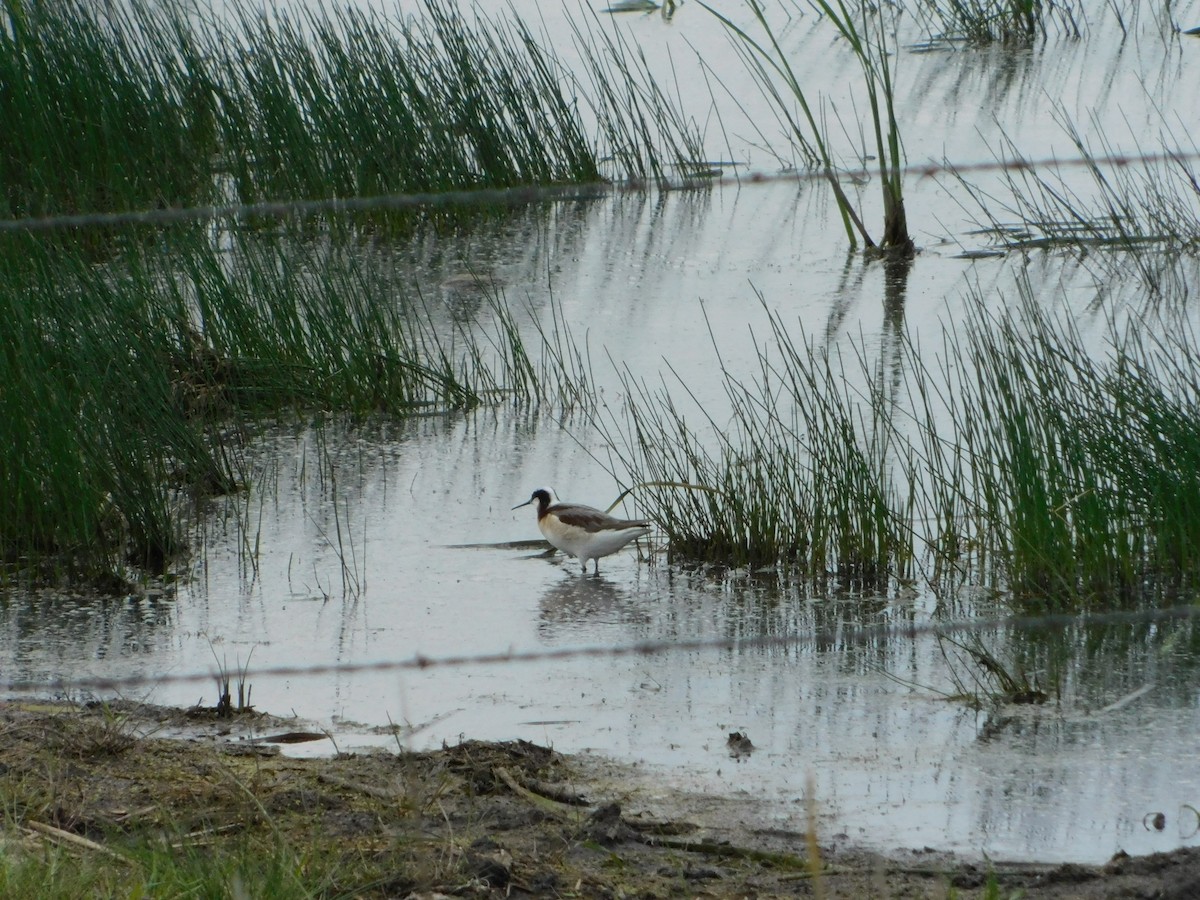 hvithalesvømmesnipe - ML620274954