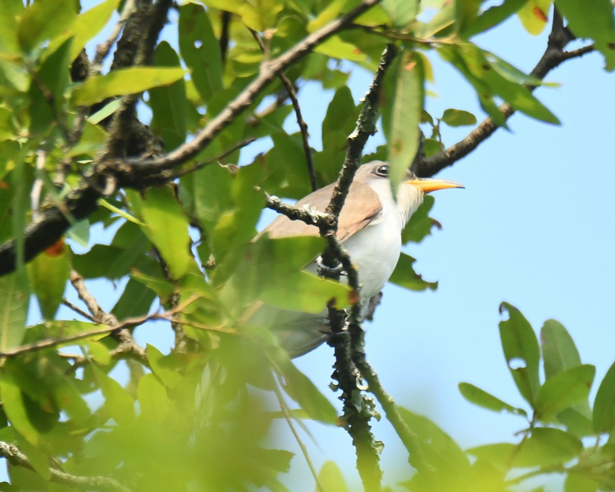 Yellow-billed Cuckoo - ML620274977