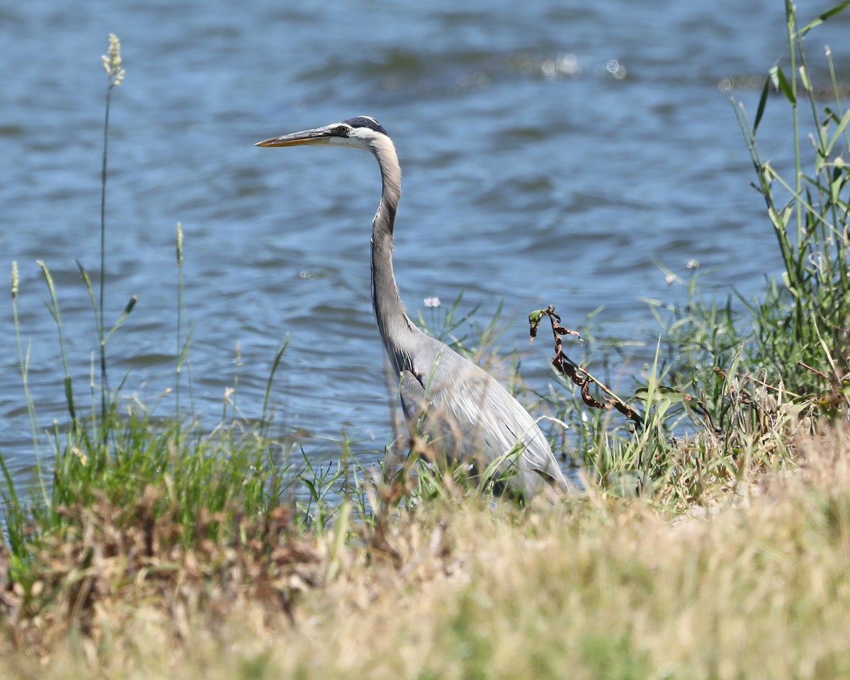 Great Blue Heron - ML620274979