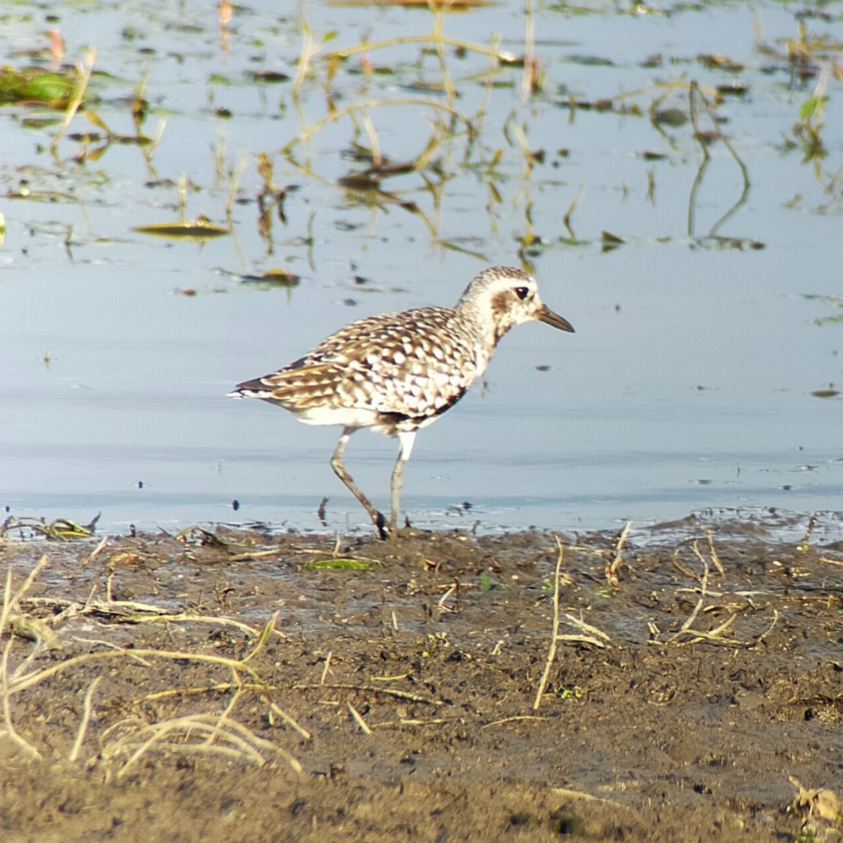 Black-bellied Plover - ML620274994