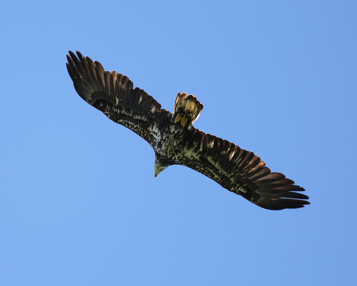 Bald Eagle - Susan Burkhart