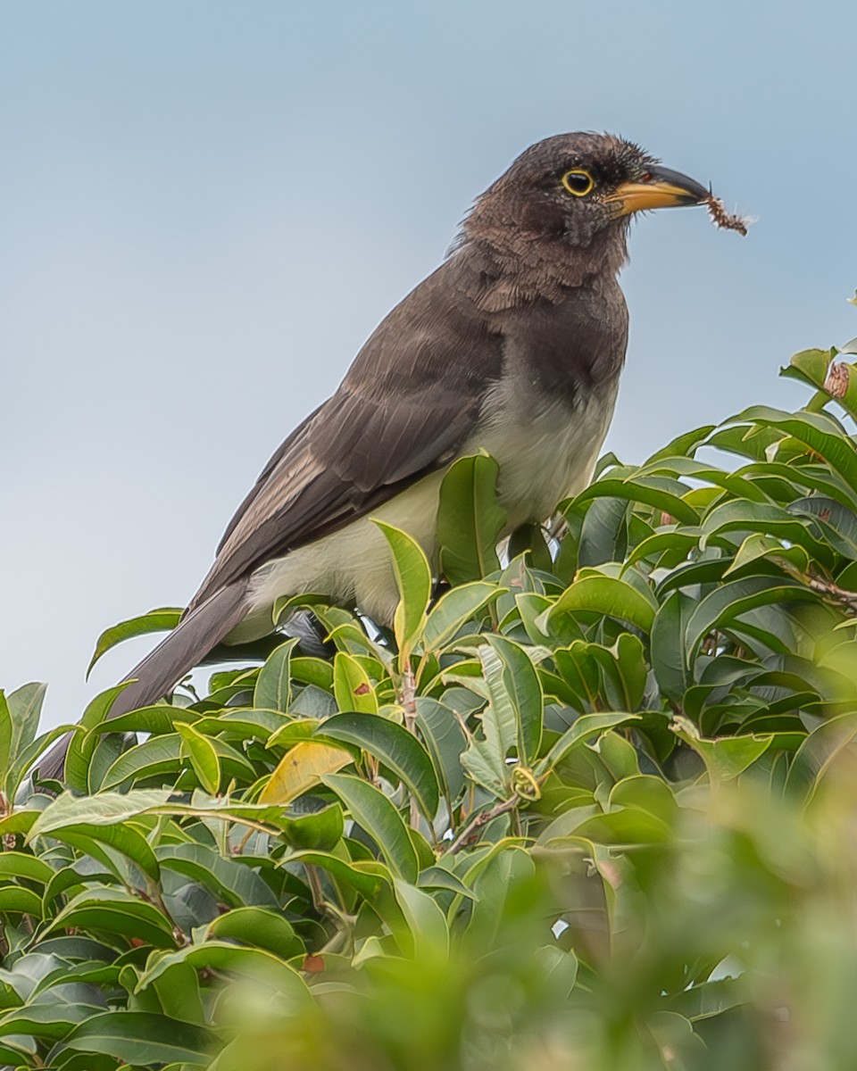 Brown Jay - Ricardo Rojas Arguedas