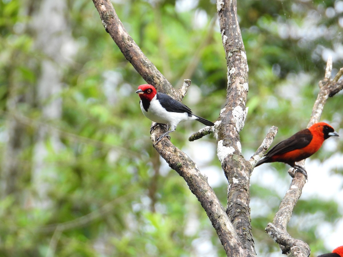 Red-capped Cardinal - ML620275003