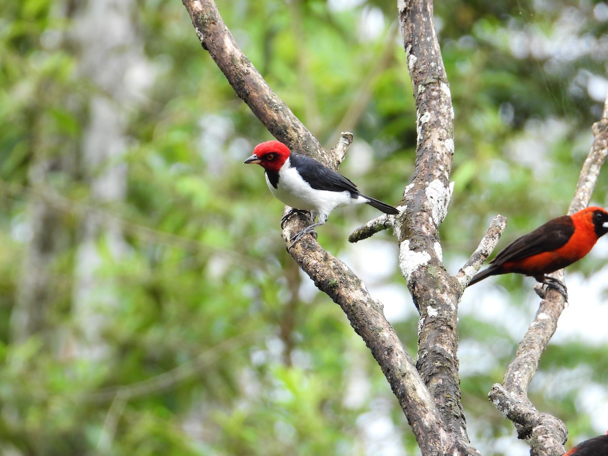 Red-capped Cardinal - ML620275007