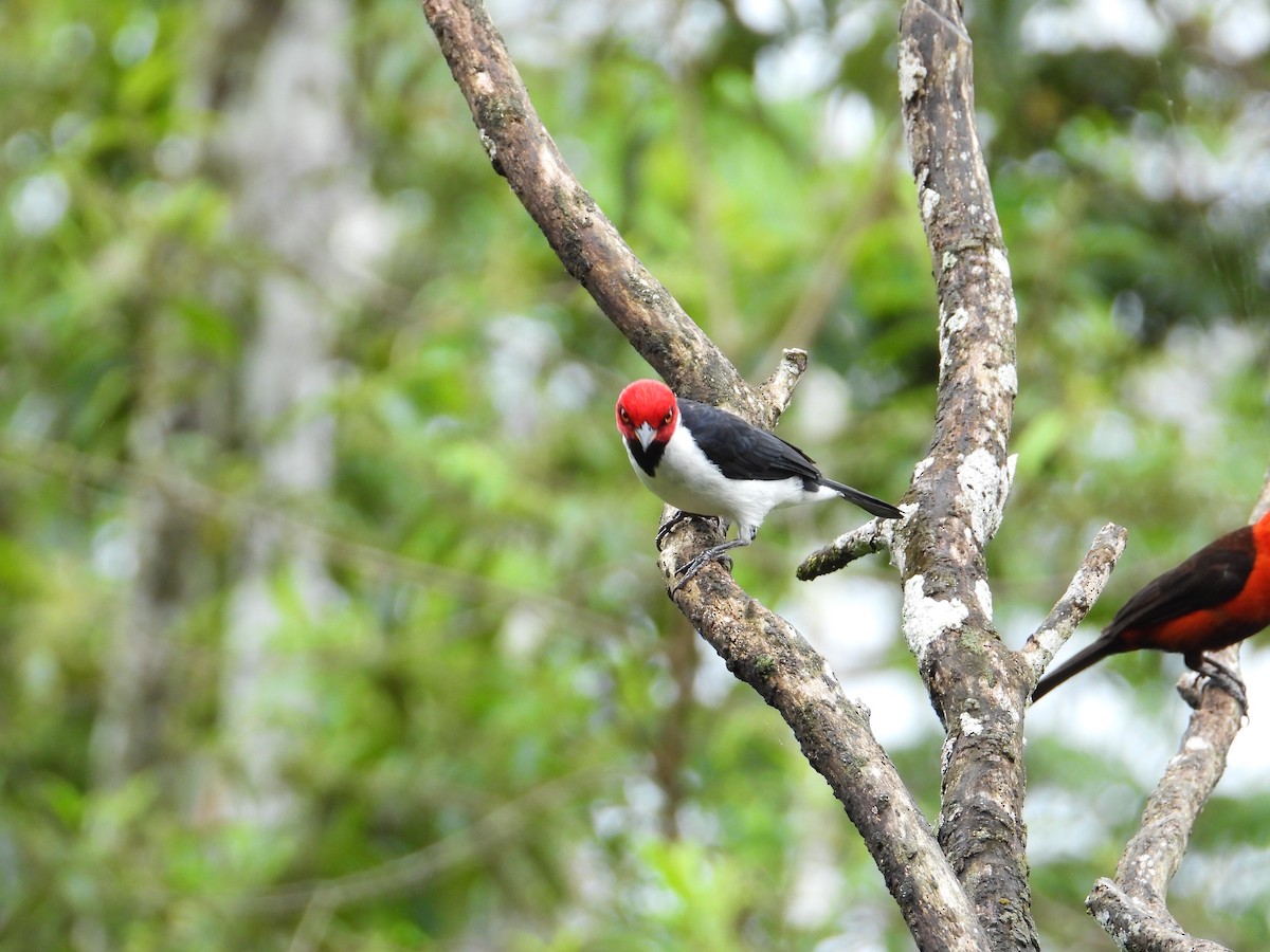 Red-capped Cardinal - ML620275010