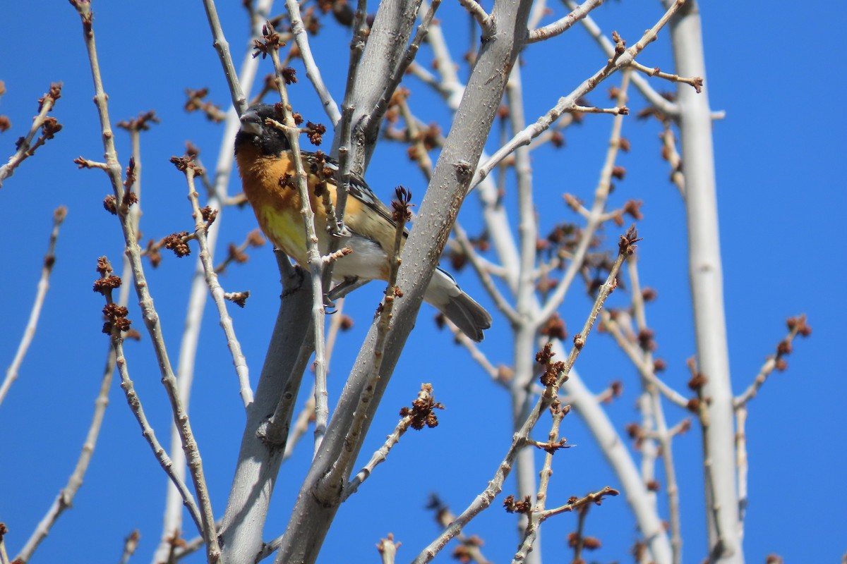 Black-headed Grosbeak - ML620275013