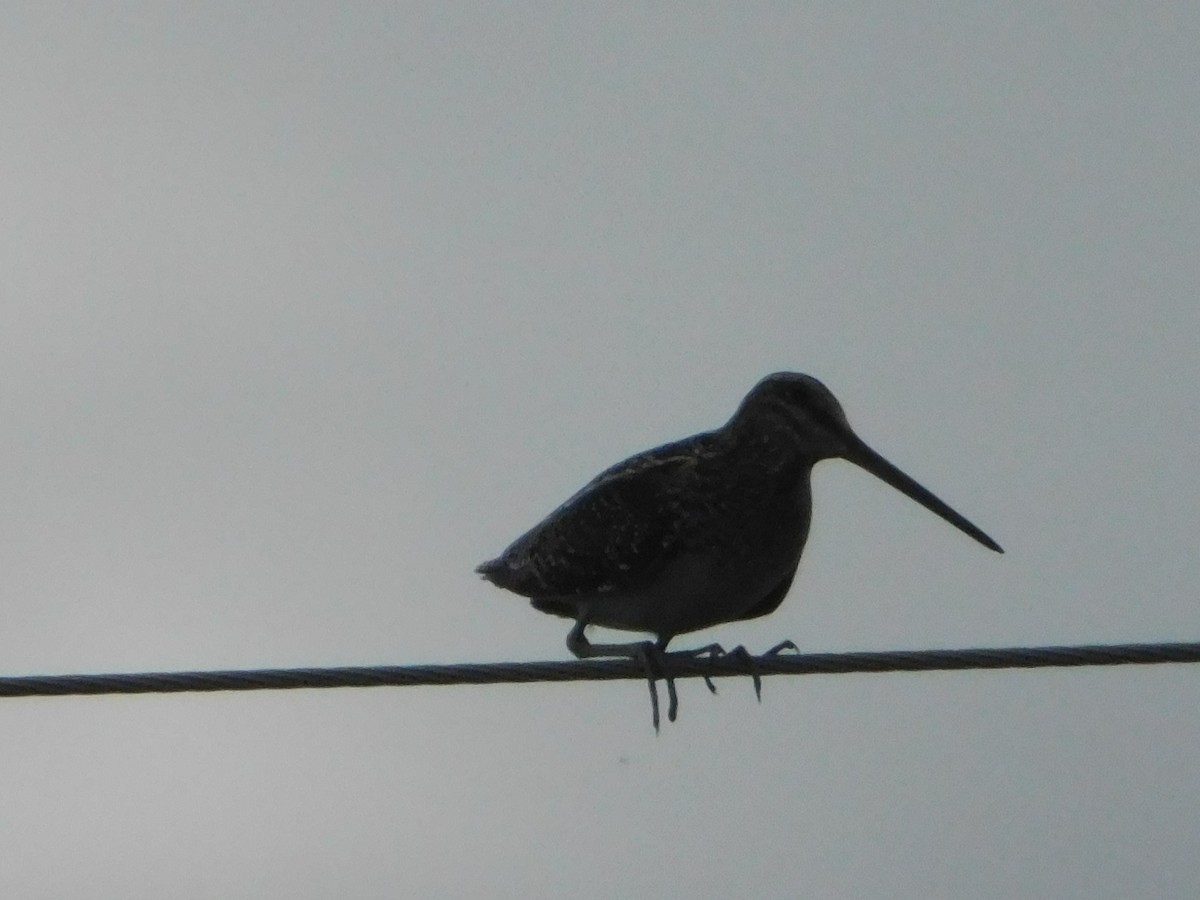 Wilson's Snipe - ML620275014