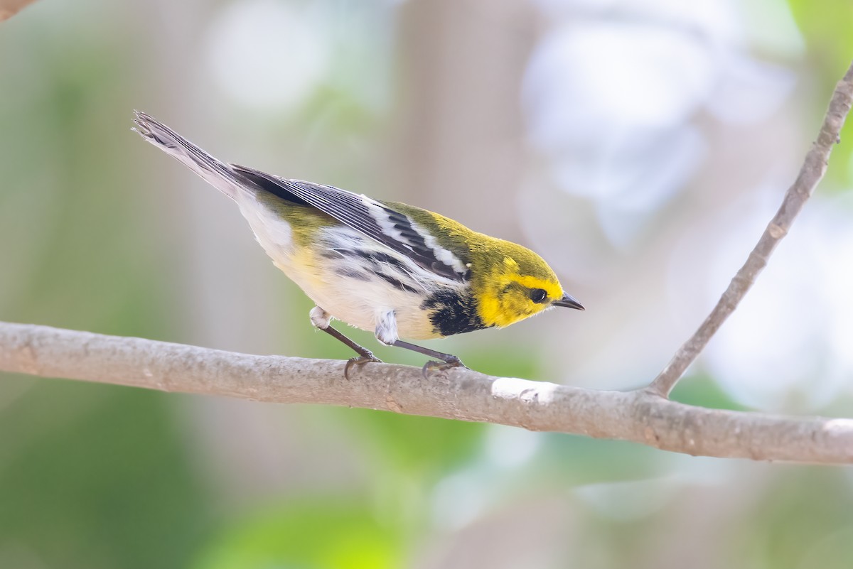 Black-throated Green Warbler - ML620275015