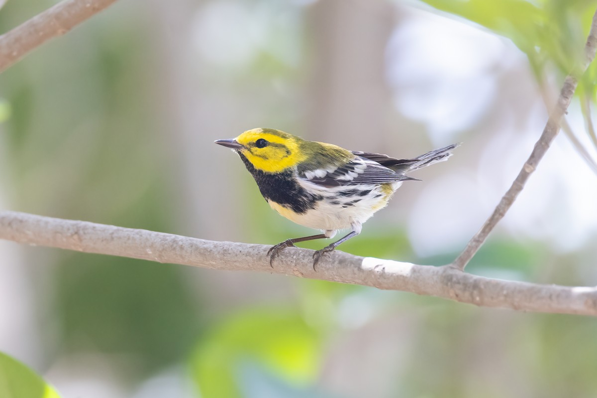 Black-throated Green Warbler - ML620275016