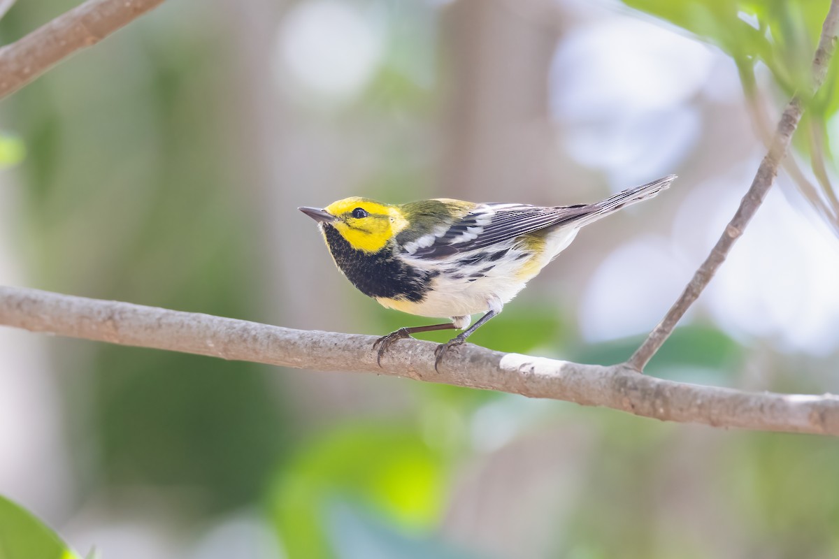 Black-throated Green Warbler - ML620275017