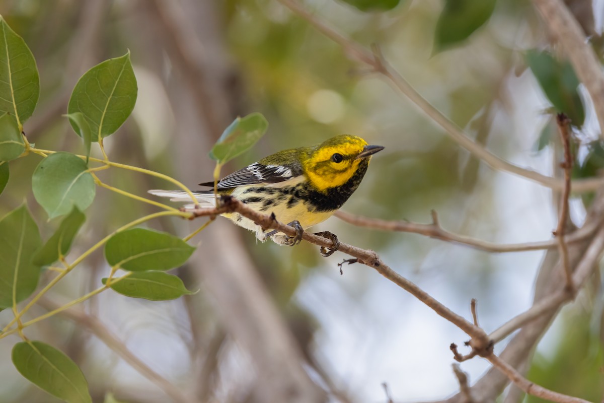 Black-throated Green Warbler - ML620275018