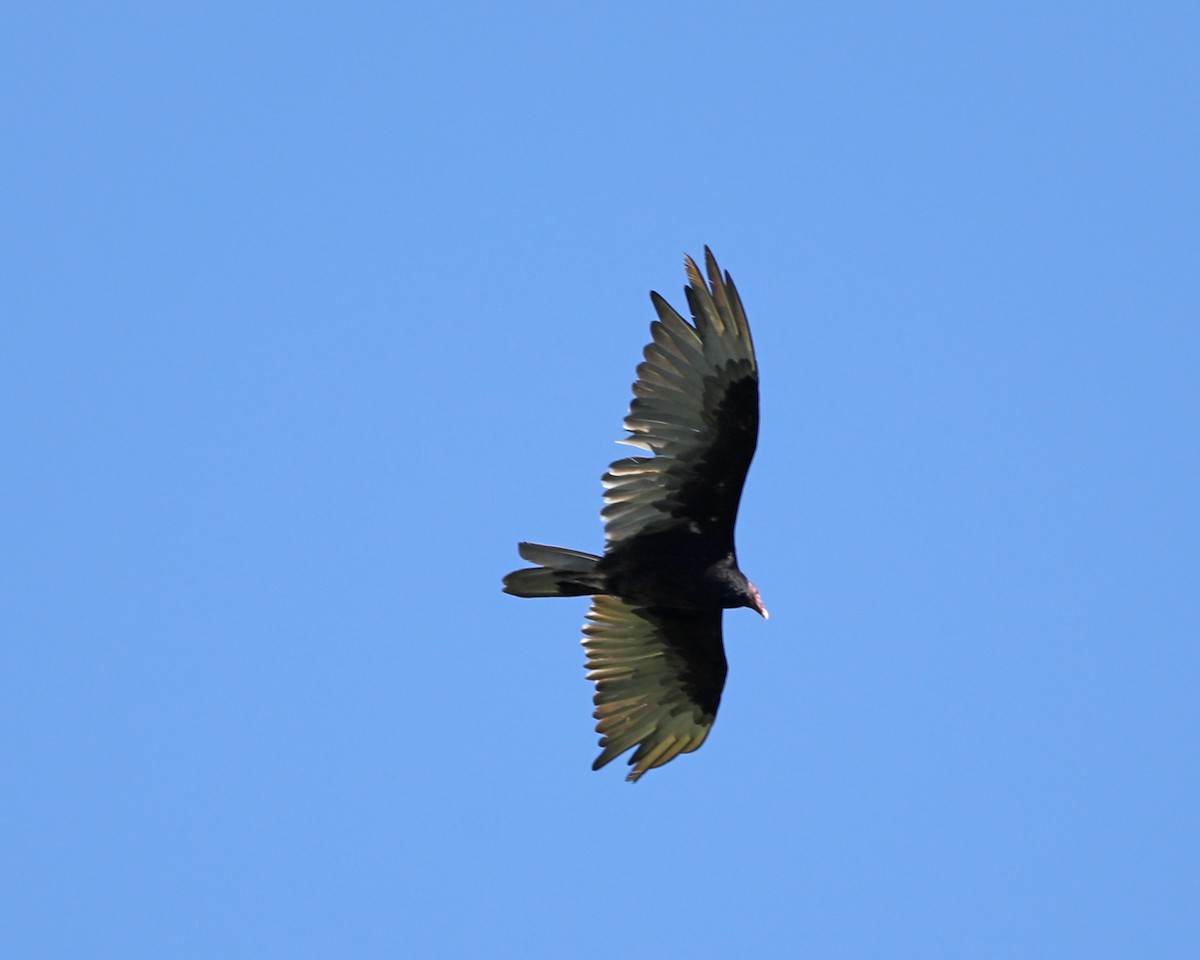 Turkey Vulture - ML620275019