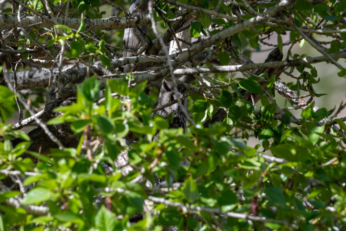 Long-eared Owl - ML620275022