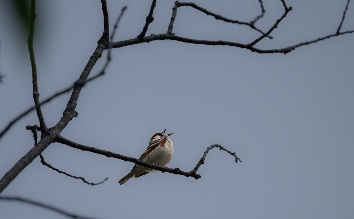 Chestnut-sided Warbler - ML620275033