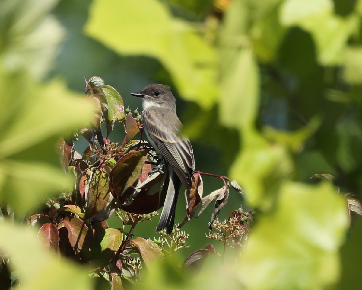 Eastern Phoebe - ML620275034