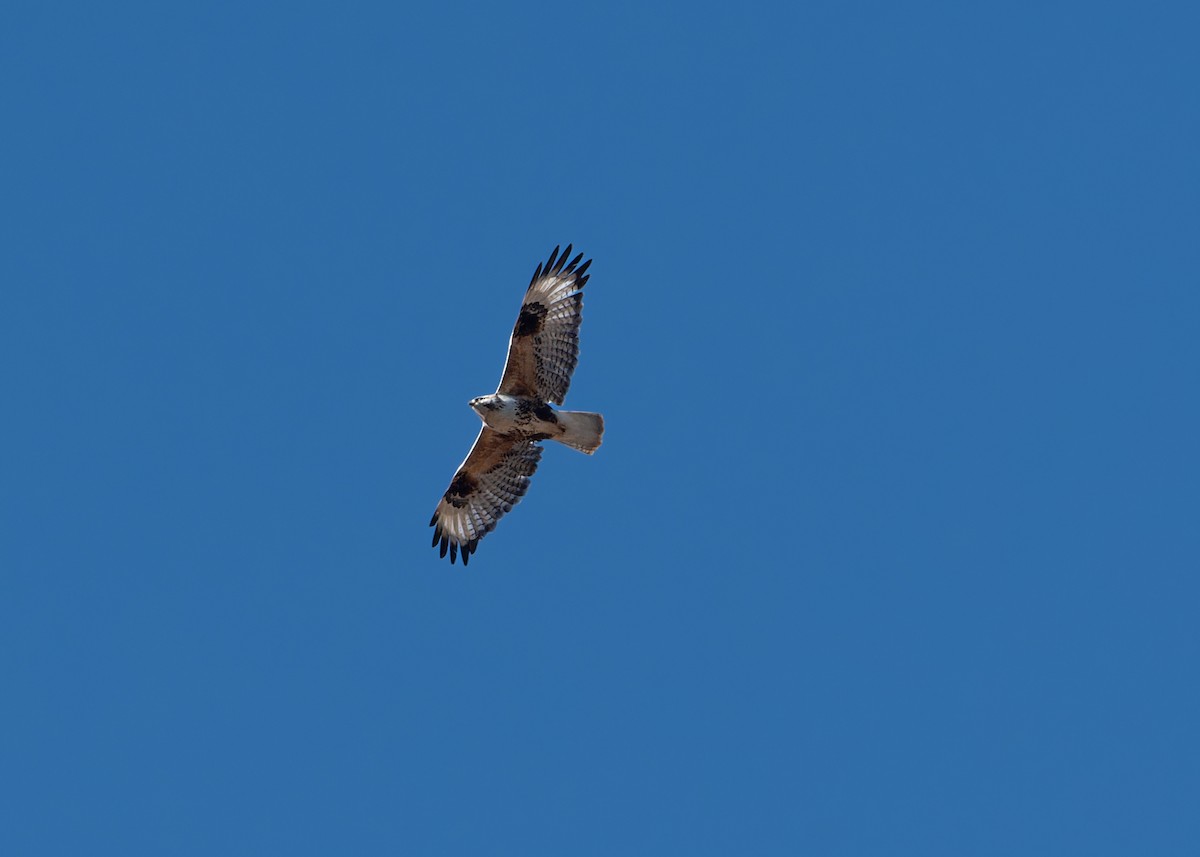 Upland Buzzard - ML620275035