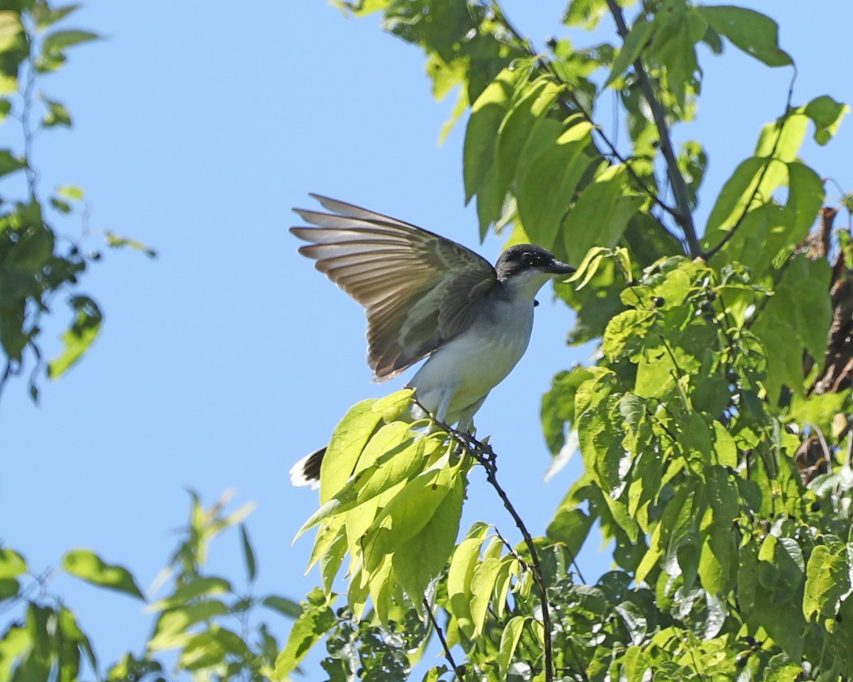 Eastern Kingbird - ML620275036