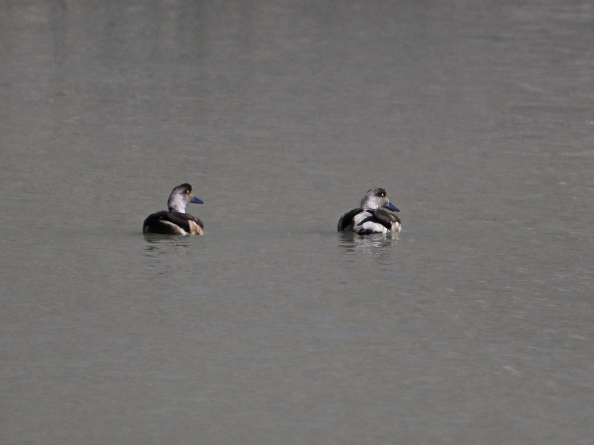 Crested Duck - ML620275038