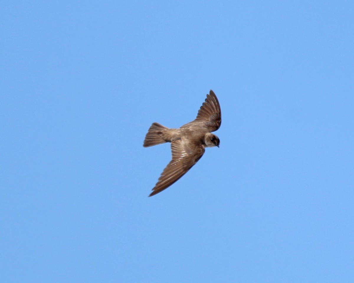 Northern Rough-winged Swallow - ML620275045