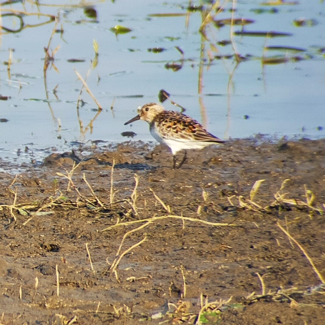 Sanderling - ML620275047